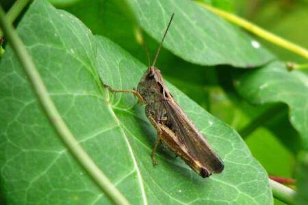 蝗虫多长时间长大?_养殖问答