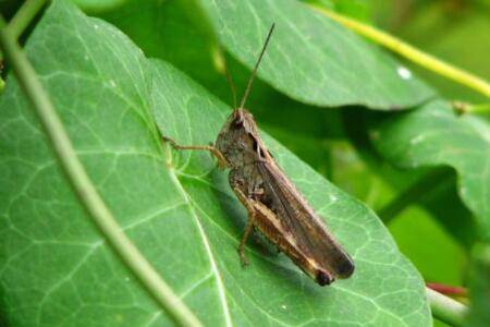 蝗虫怕不怕水?_养殖问答