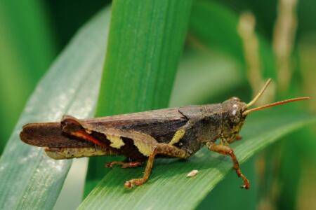 蝗虫能跳多远?_养殖问答