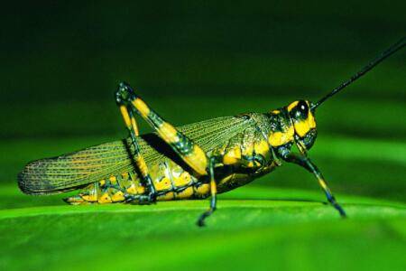 蝗虫能跳多远?_养殖问答