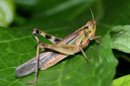 蝗虫好不好养?_养殖问答