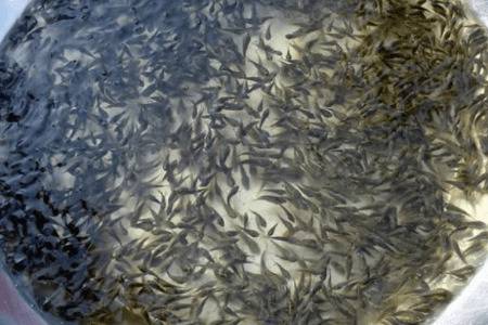 新鱼塘放鱼苗会死什么原因_养鱼