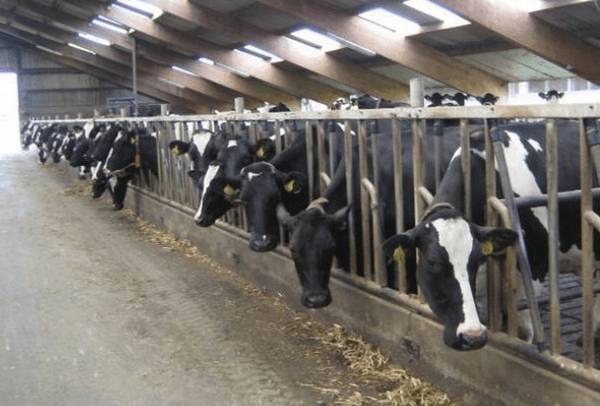 养牛全部喂青草行不行_养牛