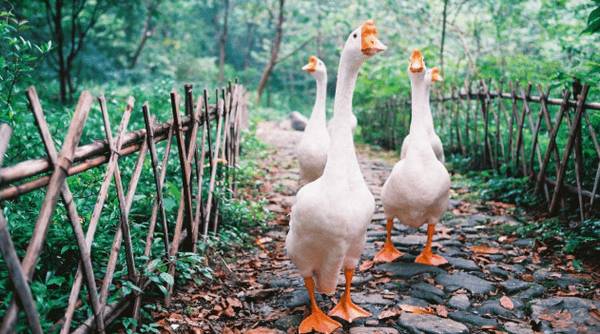 养鹅可以只喂饲料吗_养殖问答