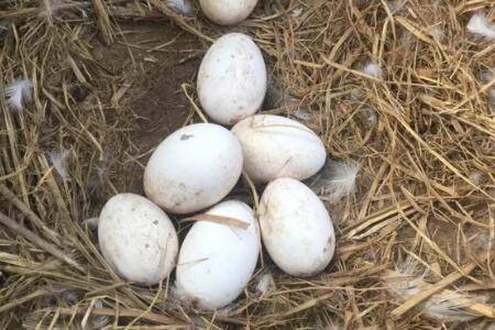 鹅蛋起嘴后多久出壳?_养鹅