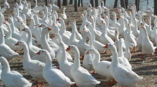 鹅蛋起嘴后多久出壳?_养鹅