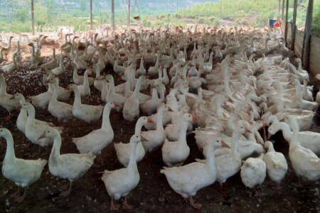 养鹅每平米养几只_养鹅