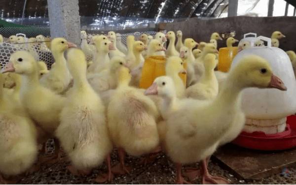 养鹅每平米养几只_养鹅