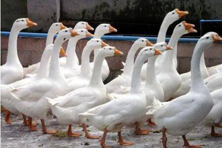 养鹅周期多长时间_养鹅