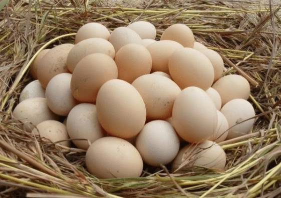 怎么识别土鸡蛋,简单易学的土鸡蛋鉴别方法_养鸡