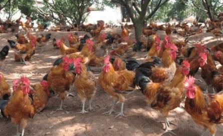 养一只土鸡需要多少成本_养鸡