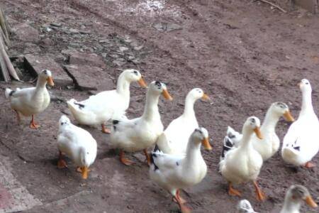 鸭子食量上不去怎么办_养鸭