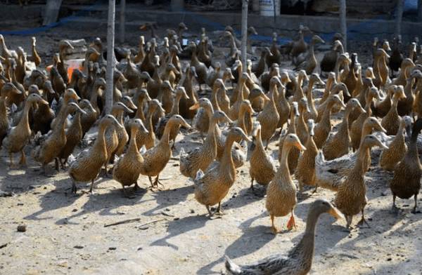 养殖肉鸭降低成本的十六个要点_养鸭