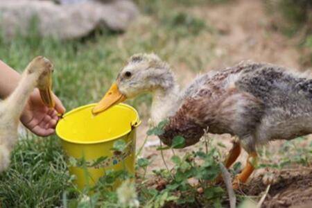 鸭子采食量下降是什么原因_养鸭