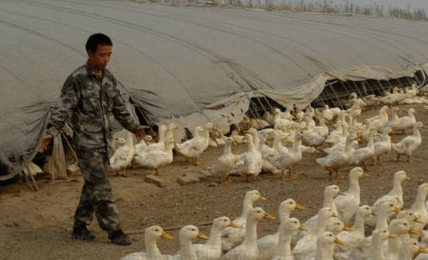 养殖肉鸭降低成本的十六个要点_养鸭