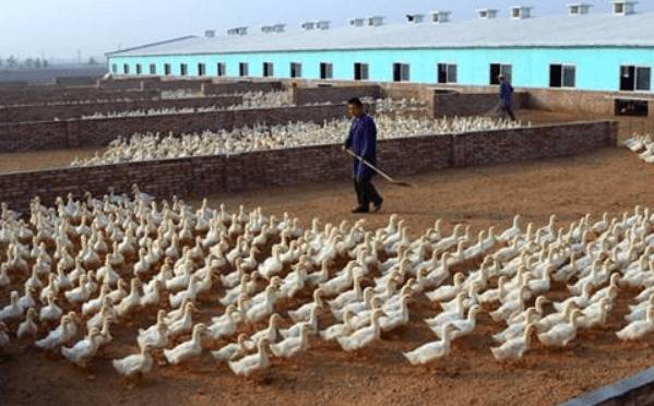 鸭子采食量下降是什么原因_养鸭