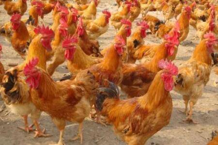 公鸡专用饲料配方及使用方法_养鸡