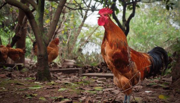 公鸡专用饲料配方及使用方法_养鸡