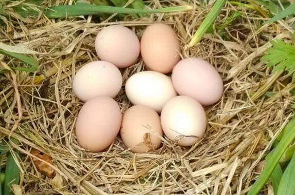 鸡蛋常见分类,土鸡蛋的主要特点_养鸡