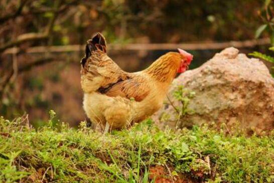 土鸡是什么,土鸡特性及辨别方法_养鸡