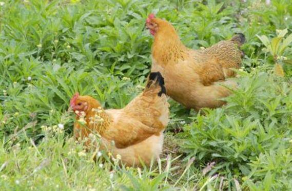 土鸡的生长周期,土鸡的养殖方式_养鸡