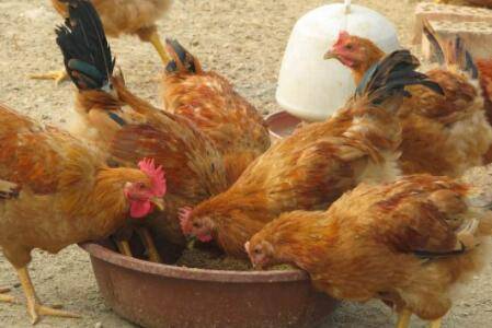 韭菜能不能每天喂鸡_养鸡