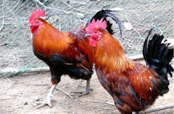 食醋用于鸡舍消毒起什么作用_养鸡