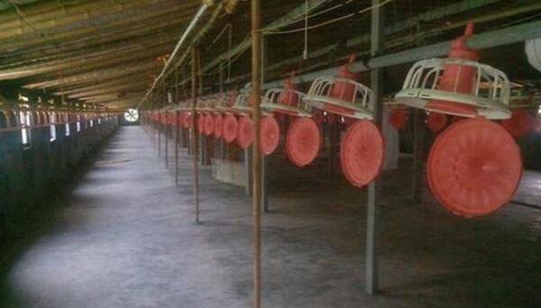 食醋用于鸡舍消毒起什么作用_养鸡