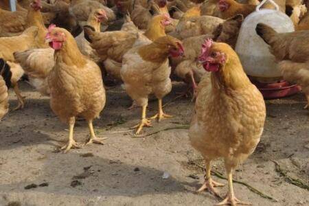 食醋治疗鸡食盐中毒的方法_养鸡