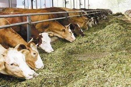 300千以下肥育肉牛饲料配方_养牛