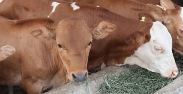 300千以下肥育肉牛饲料配方_养牛