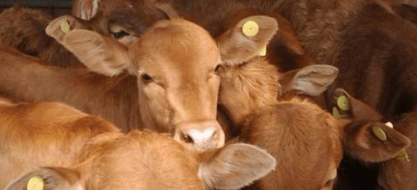 300千以下肥育肉牛饲料配方_养牛