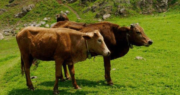 500千克以上肥育肉牛的饲料配方_养牛