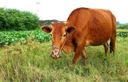 500千克以上肥育肉牛的饲料配方_养牛