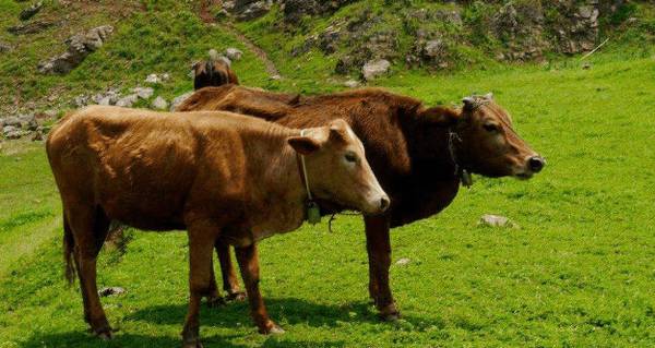 养牛能喂猪油吗?_养牛