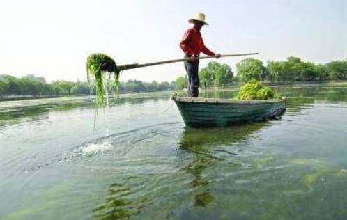 硫酸铜杀青苔要注意哪些问题_养虾