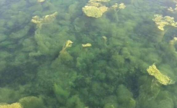 硫酸铜杀青苔要注意哪些问题_养虾