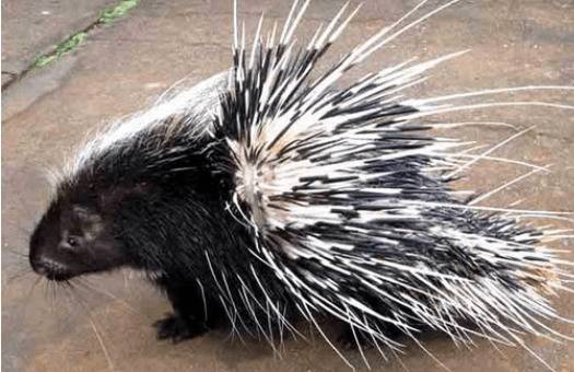 豪猪人工养殖前景怎么样_豪猪养殖