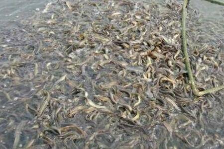 泥鳅会吃鱼苗吗?_养殖问答