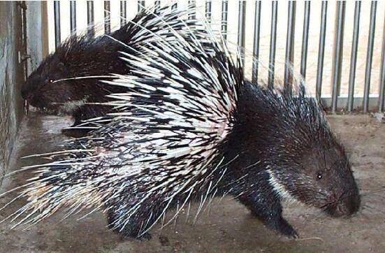 豪猪寄生虫病的防治方法_豪猪养殖