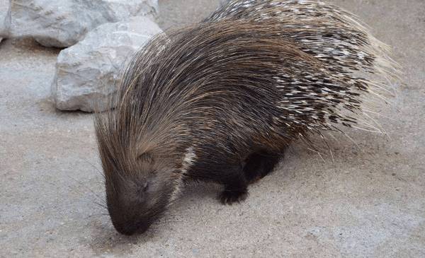 豪猪便秘怎么防治_豪猪养殖