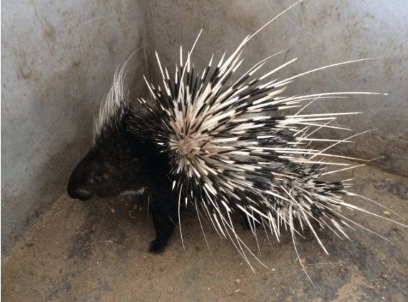 豪猪外伤的防治方法_豪猪养殖