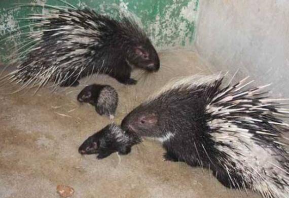 豪猪七种常见疾病的防治方法_豪猪养殖