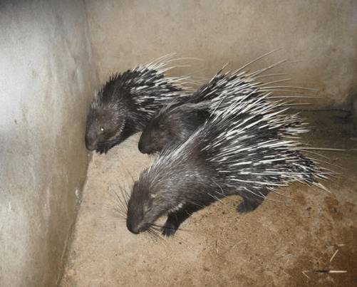 人工养殖豪猪的饲料搭配方式_豪猪养殖