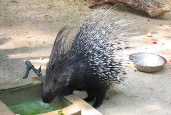 豪猪腹水病的防治办法_豪猪养殖