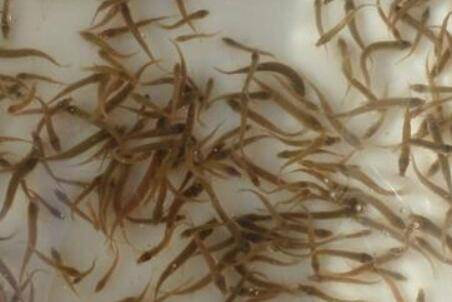 泥鳅苗多少钱一斤_养殖问答