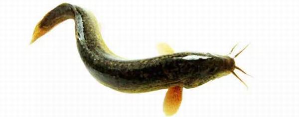 泥鳅苗多少钱一斤_养殖问答