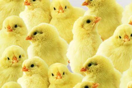 小鸡多长时间换中鸡料_养鸡