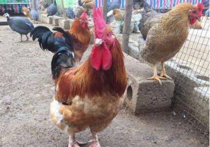 882肉鸡能长到多少斤_养鸡