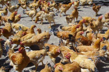 882肉鸡能长到多少斤_养鸡